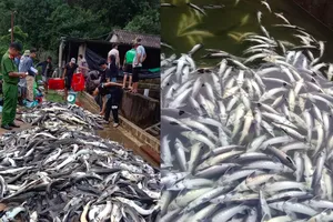 Trại đầu nguồn làm vệ sinh bể cá làm chết gần 11 tấn cá Tầm của doanh nghiệp hạ du