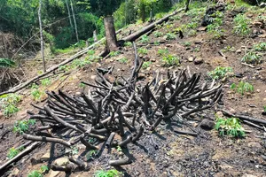 Khởi tố 2 người hủy hoại rừng Vườn quốc gia Xuân Sơn