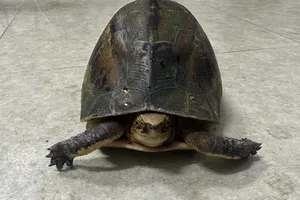 Bị tạm giữ vì chở con rùa hộp trán vàng