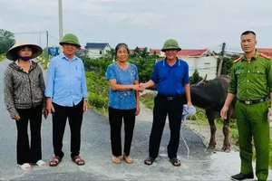 Nhận lại trâu bị lũ cuốn từ Phú Thọ về Hà Nội