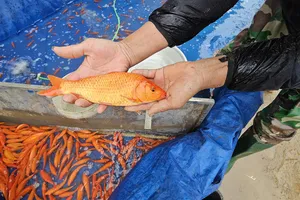 Làng cá chép đỏ xuất 40 tấn cá dịp Tết ông Công ông Táo