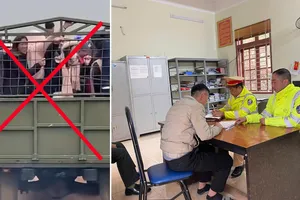 Tài xế chở người trên thùng xe ngắm hoa mận ở Sơn La