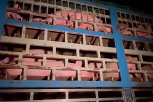 Phát hiện xe chở 190 con lợn nhiễm dịch tả châu Phi