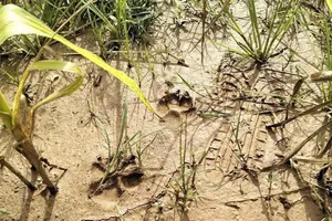 Kết quả xác minh của kiểm lâm về thông tin 'hổ xuất hiện ở Phú Thọ'