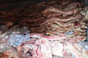 Bắt tạm giam chủ cơ sở trữ gần 38 tấn thịt lợn nhiễm dịch tả để bán kiếm lời