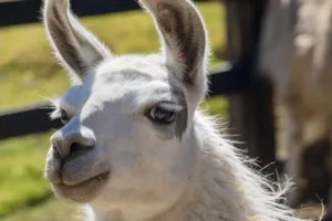 Nhóm nghiên cứu tại Bỉ đã phát hiện ra loại kháng thể từ một con lạc đà có thể giúp chống lại dịch COVID-19 và các biến thể của nó.