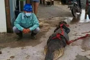 Con cá sấu bị năm công nhân người Trung Quốc trói lại.