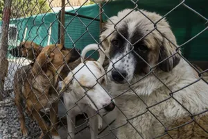 Chính quyền Mỹ bị lên án vì bỏ rơi những chú chó nghiệp vụ của mình lại sân bay Kabul sau khi rời khỏi Afghanistan.