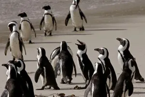 Đàn chim cánh cụt tại một công viên quốc gia ở thị trấn Simons, Nam Phi.