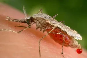 Một con muỗi Anopheles Stephensi đang hút máu trên bề mặt da người.