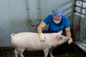 Một con lợn đứng trong chuồng cùng một thành viên nhóm nghiên cứu tại trang trại thử nghiệm ở Oberschleissheim, Đức, ngày 24-1.