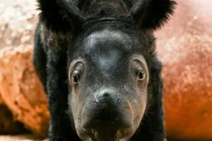 Con tê giác Sumatra con vừa được sinh ra hôm 24-3 và vẫn chưa được đặt tên.