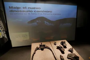 Những mẫu xương hóa thạch của Maip macrothorax, loài khủng long ăn thịt sống ở vùng Patagonia của Argentina, được trưng bày trong Bảo tàng Khoa học Tự nhiên Bernardino Rivadavia vào ngày 27-4.