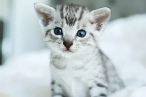 Nhiều người thường nghĩ loài mèo dường như không lắng nghe cuộc trò chuyện của con người, nhưng trên thực tế là có.