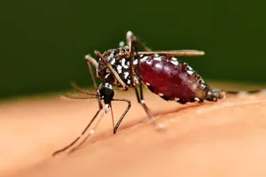 Muỗi có một khu vực đặc biệt trong não, được kích hoạt bất cứ khi nào chúng cảm nhận được mùi của con người.