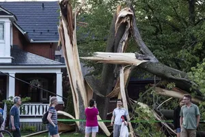 Một cái cây bị phá hủy trong trận bão lớn ở Ottawa, Canada, hôm 21-5.