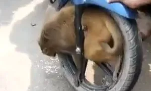 Chú khỉ nghịch ngợm tự làm mình mắc kẹt trong bánh xe máy.