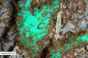 Loài kiến lửa đang đe dọa cuộc sống của người dân quần đảo Hawaii, Mỹ. Ảnh: HAWAII ANT LAB