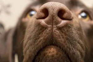 Mũi của chó nhạy hơn hàng nghìn lần so với mũi con người.