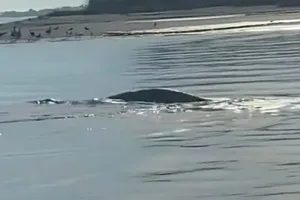 Sinh vật bí ẩn xuất hiện tại vùng biển phía đông nước Mỹ.