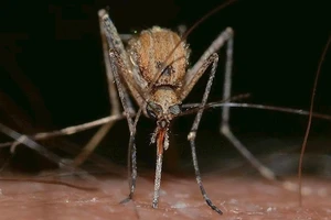 Số lượng muỗi mang các loại bệnh viêm não nguy hiểm đang gia tăng nhanh ở Úc.