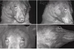 Chú gấu đen nổi tiếng khắp mạng xã hội với gần 500 tấm hình selfie.