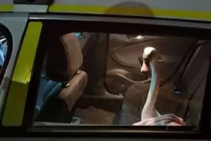 Con thiên nga được quấn chăn đặt ngồi trong xe cảnh sát.