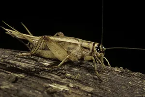 Dế xay nhuyễn thành bột được một số quốc gia châu Âu xem là nguồn thực phẩm dinh dưỡng và an toàn.