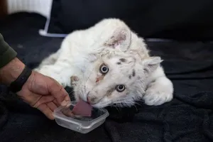 Chú hổ con được cho là nạn nhân của nạn buôn bán động vật hoang dã bất hợp pháp ở châu Âu.