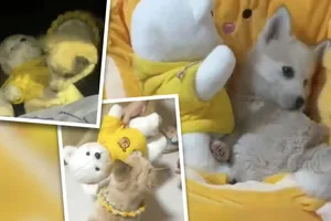 VIDEO: Cảm động chú cún bị lạc cầu xin cô gái nhận nuôi cả bạn gấu bông 