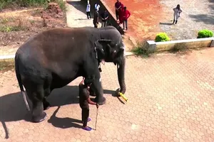 Chú voi Mahalakshmi trở nên nổi tiếng khắp nơi nhờ tài năng đá bóng điêu luyện của mình.