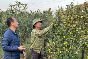 Đặc sản táo muối chỉ có tại Hải Phòng cháy hàng