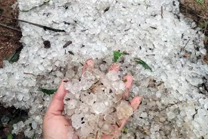 Quảng Ninh: Mưa giông lớn khiến cột điện, cây xanh bị đổ