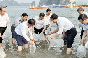 Quảng Ninh thả 5 triệu con giống xuống biển để tái tạo nguồn lợi thuỷ sản