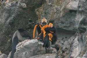 Voọc Cát Bà đang gây sốt mạng xã hội quý hiếm đến mức nào?