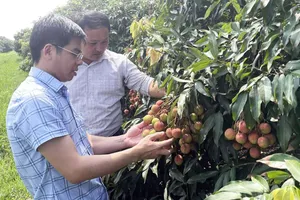 Quảng Ninh lần đầu tiên livestream bán vải chín sớm 