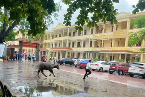 Chú trâu lao thẳng vào điểm thi tốt nghiệp THPT ở Hải Phòng