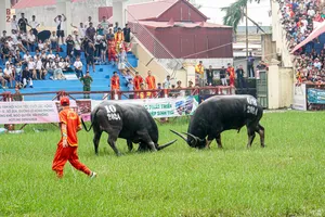 Khai hội Lễ hội chọi trâu Đồ Sơn 2024