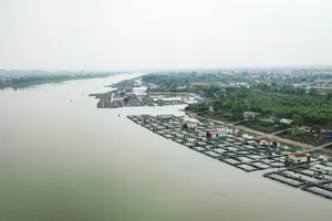Hải Dương: Lồng nuôi cá phủ kín khúc sông, lái tàu gặp khó khi di chuyển