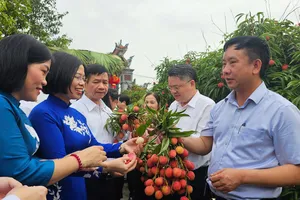 Xuất khẩu lô vải thiều Thanh Hà đầu tiên trong năm đi Nhật Bản