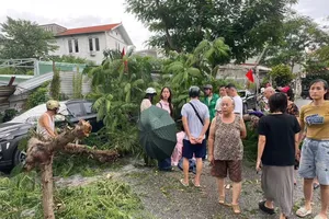 Hải Phòng: Ảnh hưởng của bão số 10, cây phượng gãy đổ khiến một người bị thương