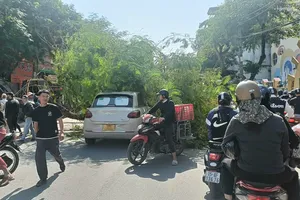 Hải Phòng: Cây phượng bật gốc, đè ngang ô tô đi đường