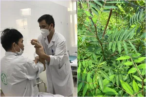 Ăn hạt muồng tây ngừa tiểu đường, 2 vợ chồng teo cơ, tê liệt toàn thân