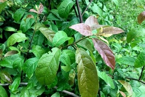 Cây xạ đen chữa khỏi ung thư? 