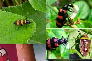 Tử vong sau khi ăn loài sâu có độc gấp nhiều lần thuốc diệt cỏ Paraquat 