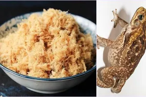 Trẻ suy dinh dưỡng có nên cho ăn thịt cóc? 