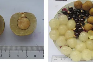 Nhãn lồng Hưng Yên được vinh danh