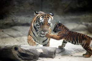 Mỗi con hổ ở Thảo Cầm Viên 'xơi' 1 triệu đồng/ngày