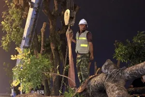 Clip: Cảnh di chuyển những cây cổ thụ trên đường Kim Mã