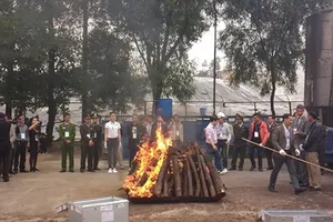 Clip: Tiêu hủy hơn 2 tấn ngà voi và 70kg sừng tê giác